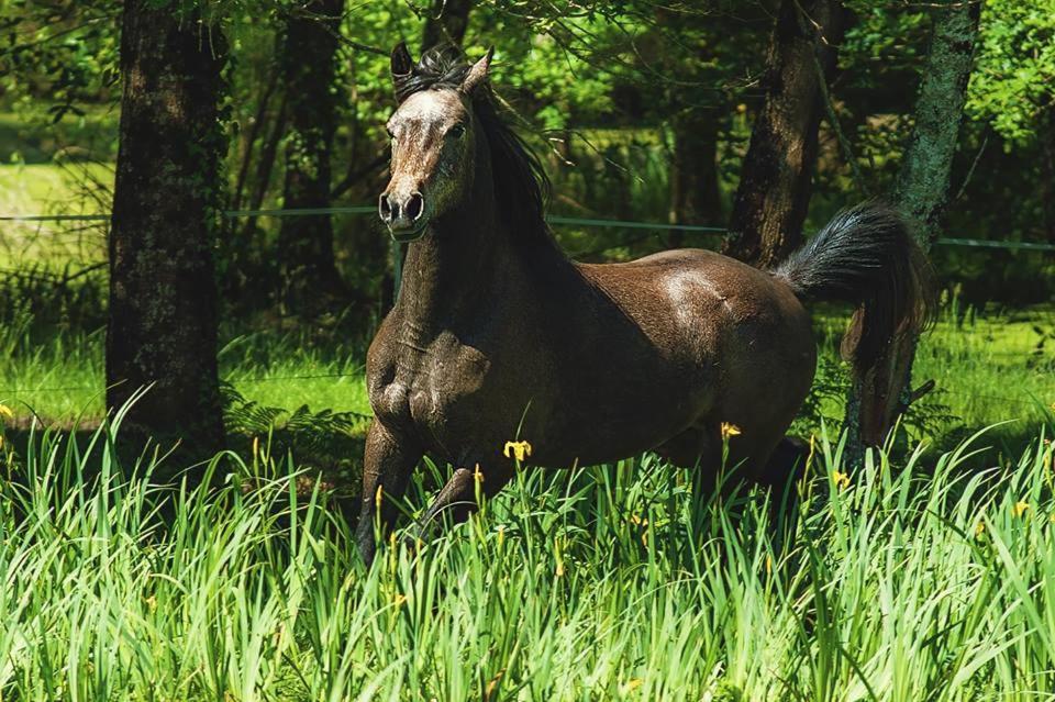 Le Ranch Amadeus Bed & Breakfast Saint-Paul-en-Born Екстериор снимка