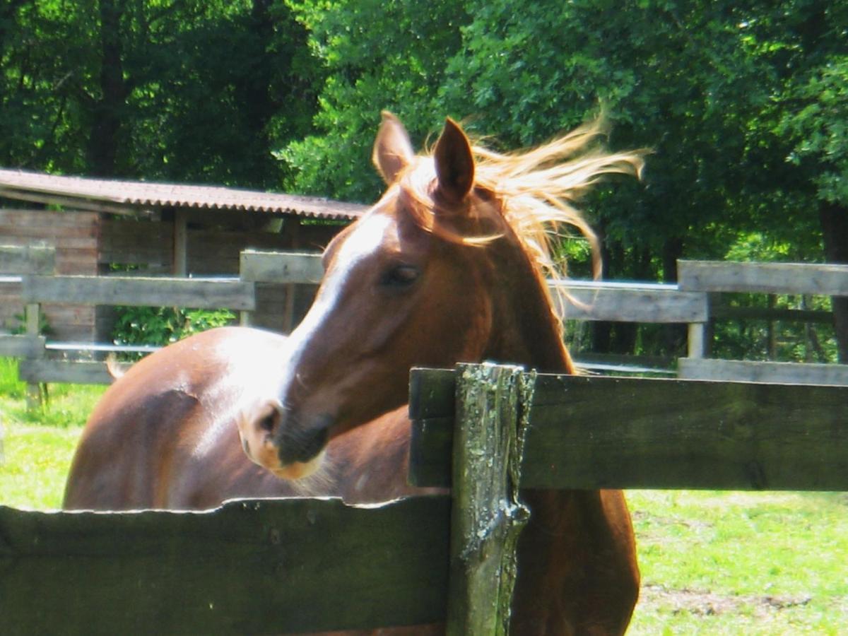Le Ranch Amadeus Bed & Breakfast Saint-Paul-en-Born Екстериор снимка