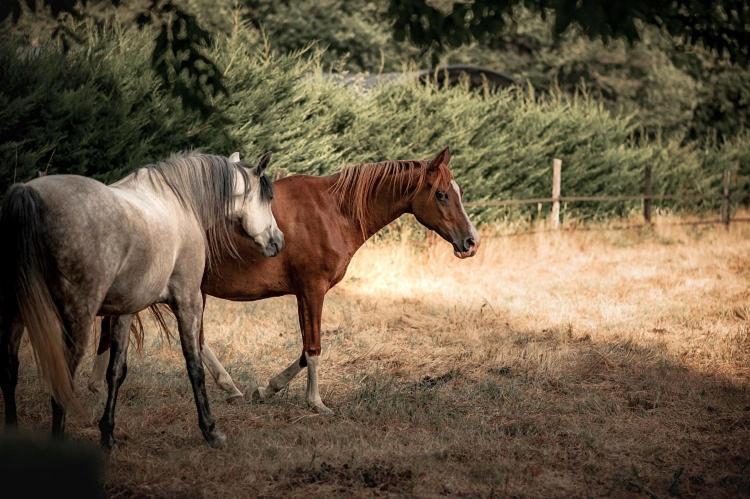 Le Ranch Amadeus Bed & Breakfast Saint-Paul-en-Born Екстериор снимка